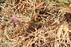 Ledebouria