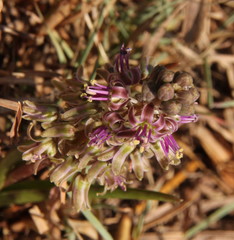 Ledebouria