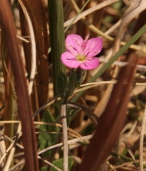Oenothera rosea