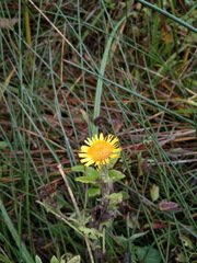 Pentanema britannica