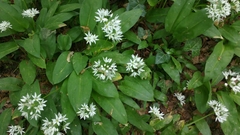 Allium ursinum