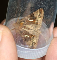 Autographa macrogamma