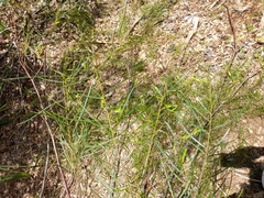 Acacia viscidula