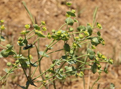 Euphorbia striata