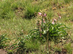 Crinum bulbispermum