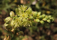 Albuca virens