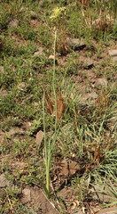 Albuca virens