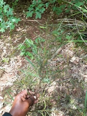Acacia viscidula
