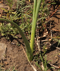 Albuca virens