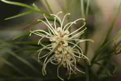 Grevillea whiteana