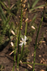Chlorophytum fasciculatum