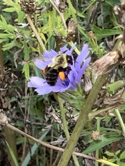 Bombus impatiens