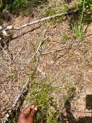 Acacia viscidula