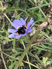 Bombus impatiens