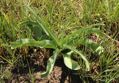 Crinum bulbispermum