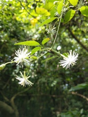 Clematis formosana