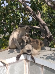 Semnopithecus entellus