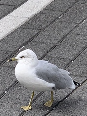 Larus delawarensis