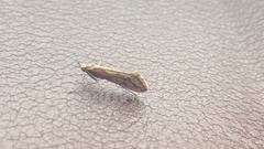 Deuterotinea casanella