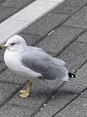 Larus delawarensis