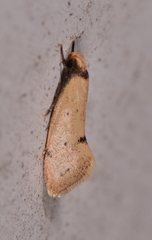 Atalopsis