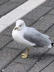 Larus delawarensis