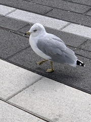 Larus delawarensis