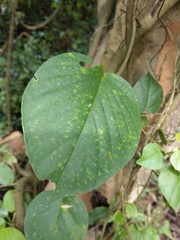 Argyreia formosana