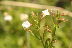Mimulus gracilis