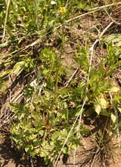 Ranunculus multifidus