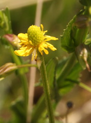 Ranunculus multifidus