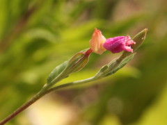 Oenothera rosea