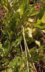 Oenothera rosea