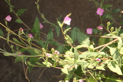 Oenothera rosea