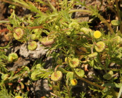 Cotula
