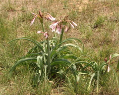 Crinum bulbispermum