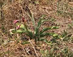 Crinum bulbispermum