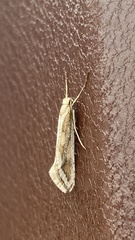 Deuterotinea casanella