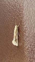 Deuterotinea casanella