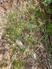 Acacia viscidula