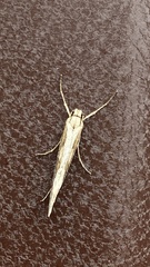 Deuterotinea casanella