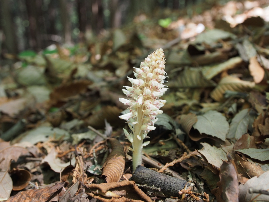Lathraea japonica