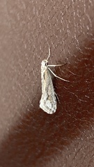 Deuterotinea casanella