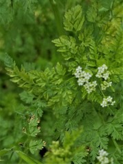 Torilis nodosa