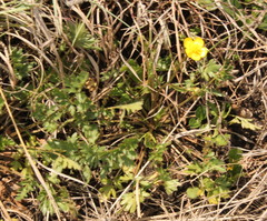 Ranunculus multifidus