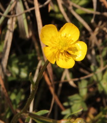 Ranunculus multifidus