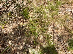 Acacia viscidula