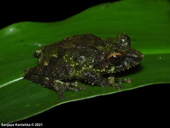 Pseudophilautus schmarda