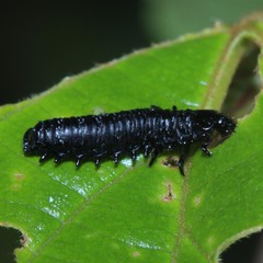 Menippus cynicus