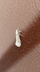 Deuterotinea casanella